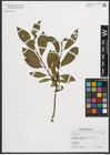 Foto von Salix phylicifolia L.